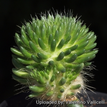 20760 valentino Valentino Vallicelli