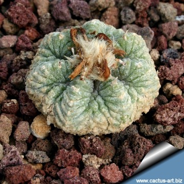 Aztekium ritteri