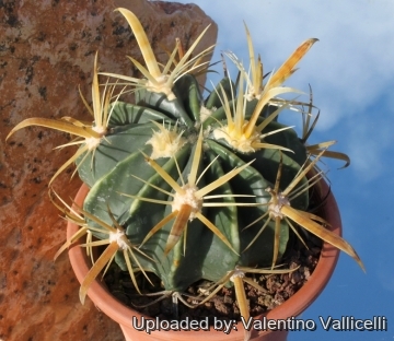 13277 valentino Valentino Vallicelli