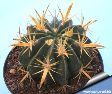 13282 cactus-art Cactus Art