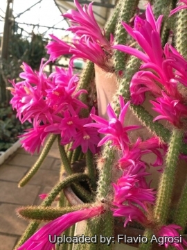 22228 flavio Flavio Agrosi