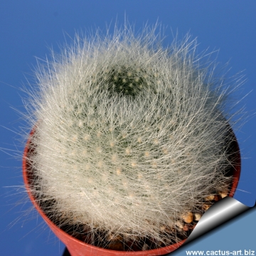 7158 cactus-art Cactus Art