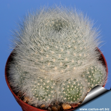 7159 cactus-art Cactus Art