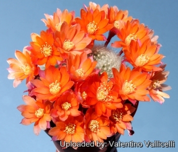 7306 valentino Valentino Vallicelli
