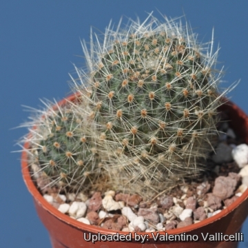 23720 valentino Valentino Vallicelli