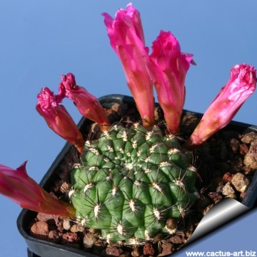 1751 cactus-art Cactus Art