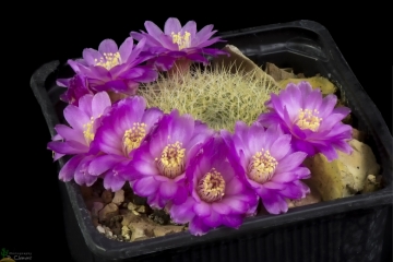 29681 cpif Peiffer Clement