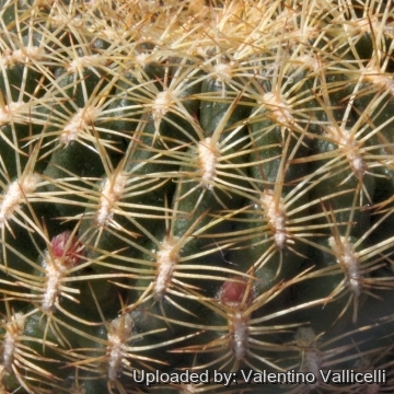 7092 valentino Valentino Vallicelli