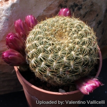 7094 valentino Valentino Vallicelli