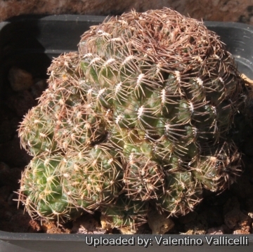 15563 valentino Valentino Vallicelli