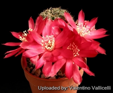 10878 valentino Valentino Vallicelli