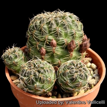 10880 valentino Valentino Vallicelli