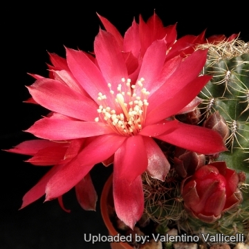 10881 valentino Valentino Vallicelli