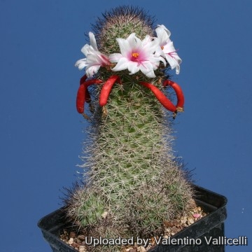 2643 valentino Valentino Vallicelli