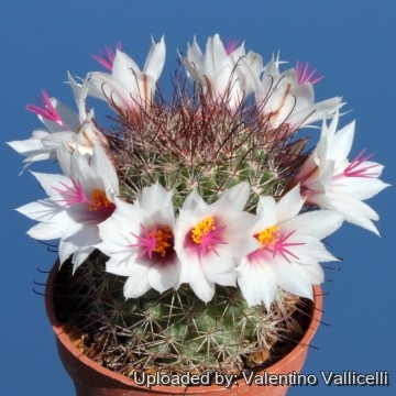 2644 valentino Valentino Vallicelli