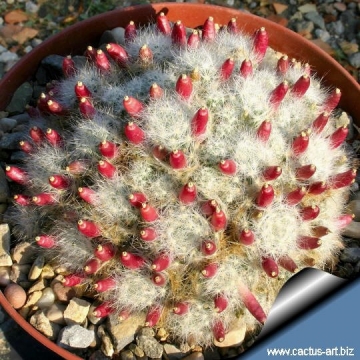 4520 cactus-art Cactus Art