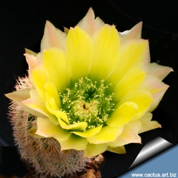 14349 cactus-art Cactus Art