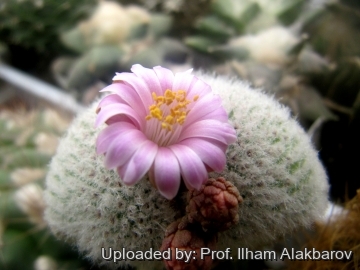 18653 Ilham Prof. Ilham Alakbarov