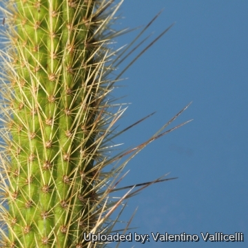 18088 valentino Valentino Vallicelli