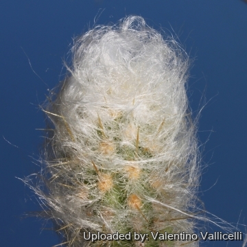 4736 valentino Valentino Vallicelli