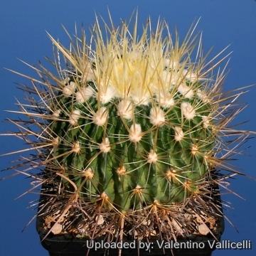 13956 valentino Valentino Vallicelli