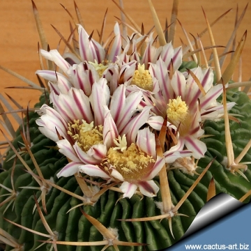 14020 cactus-art Cactus Art