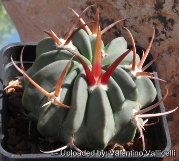 6219 valentino Valentino Vallicelli