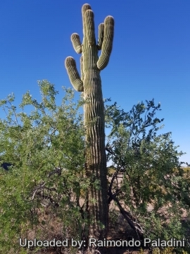 29940 RapCactus Raimondo Paladini