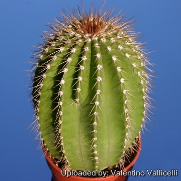 9362 valentino Valentino Vallicelli