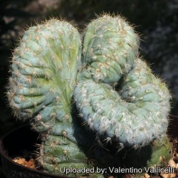 18965 valentino Valentino Vallicelli