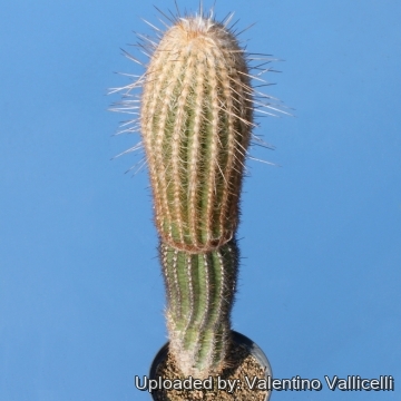 11550 valentino Valentino Vallicelli