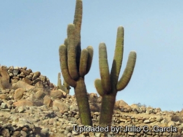 21934 julio Julio C. García