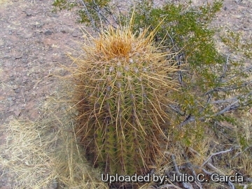 21937 julio Julio C. García