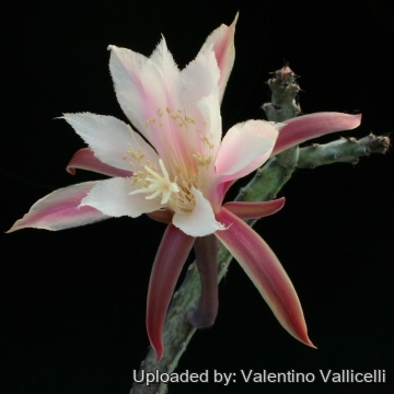 2797 valentino Valentino Vallicelli