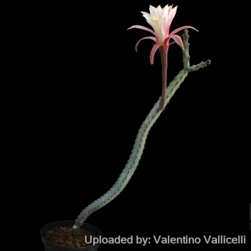 2799 valentino Valentino Vallicelli