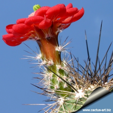14197 cactus-art Cactus Art