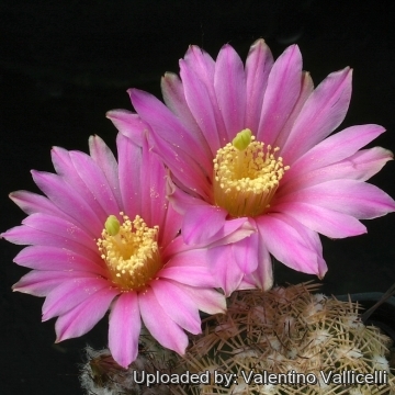 14413 valentino Valentino Vallicelli