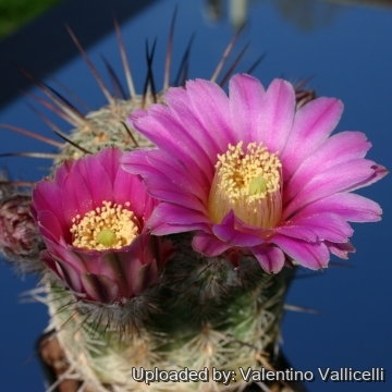 14415 valentino Valentino Vallicelli