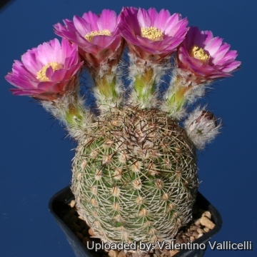 14411 valentino Valentino Vallicelli