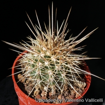 15420 valentino Valentino Vallicelli