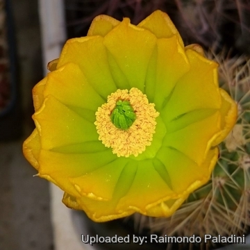 26932 RapCactus Raimondo Paladini