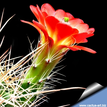 3623 cactus-art Cactus Art