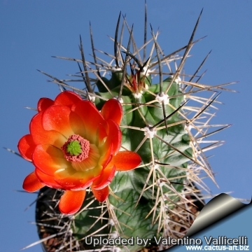 14143 valentino Valentino Vallicelli