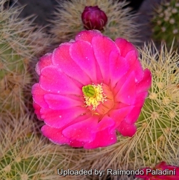 26909 RapCactus Raimondo Paladini
