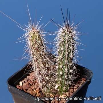 17262 valentino Valentino Vallicelli