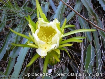 21027 star Forest Starr & Kim Starr