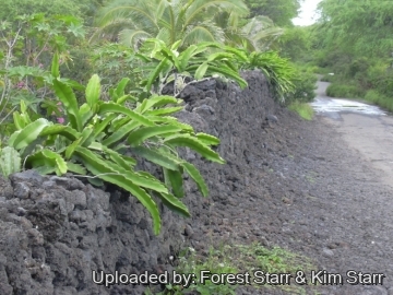 21028 star Forest Starr & Kim Starr