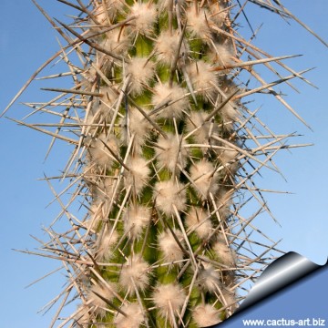1654 cactus-art Cactus Art