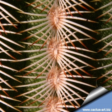 1775 cactus-art Cactus Art