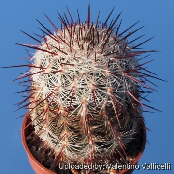 3772 valentino Valentino Vallicelli